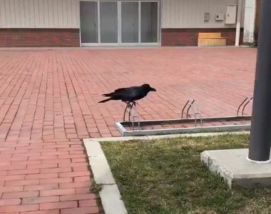 《烏鴉的可愛行為》完全打破刻板印象的俏皮模樣給你更多喜歡烏鴉的理由