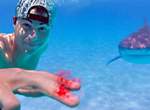 Youtuber狂實驗《在海中滴血測鯊魚反應》鯊魚會真如傳聞中聞血而來嗎? Youtuber狂實驗《在海中滴血測鯊魚反應》鯊魚會真如傳聞中聞血而來嗎?