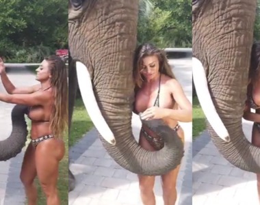 《玩伴女郎被大象襲胸》他可能沒有看過這麼大顆的球...