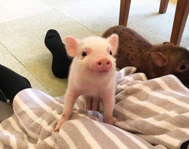 日本首間《迷你豬咖啡廳》小豬們可愛到從此再也不想吃豬肉...