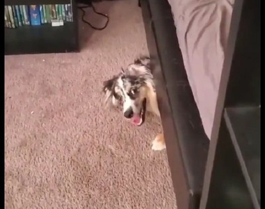 最新召喚術《對狗撕開洋芋片包裝》 不管在哪裡都會馬上飛奔而來