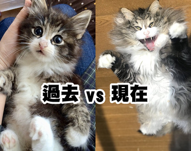 《貓咪的過去與現在》歲月是把殺豬刀,這道理在貓咪身上也適用