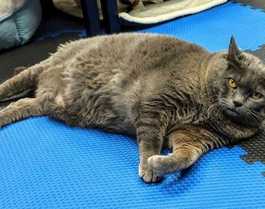 走紅網路的《偷懶貓》應該要減肥卻用懶貓划水法 看得貓奴都笑翻了w