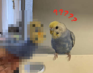 《用羊毛氈做鸚鵡的結果》讓＂本鳥＂都困惑的異次元生物就此誕生...