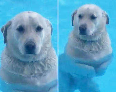 【有片】以為在遊泳但《只有一半狗爬式的Gino君》主人你家泳池太淺了啦（冏