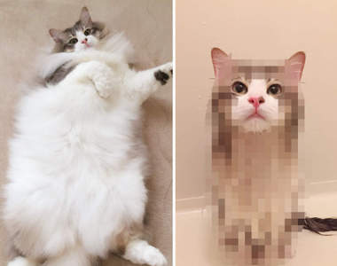 瞬間變小《把挪威森林貓放進浴缸的結果》毛茸茸的感覺全都消失了好神奇XD