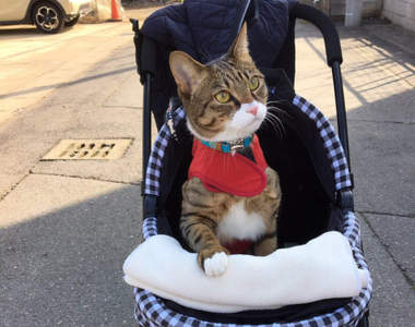 你是狗狗嗎？《喜歡散步的貓咪》乖乖待在寵物推車裡的可愛模樣引發瘋傳