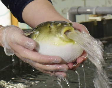 推特超謎流行《吐水的河豚》莫名爆紅變成熱門二創素材...