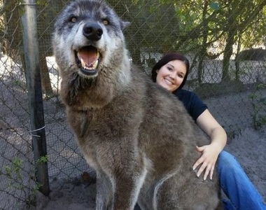 爆紅《保護區內的巨大狼犬》是狼跟德牧、雪橇犬的混血