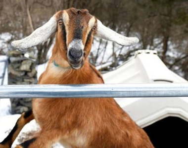 美國選出《3歲羊咩咩鎮長》擊敗了小貓小狗小老鼠成為當選人