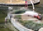 動物園驚見《紅鶴衝擊的喝水姿勢》這應該是我人生看過最懶的一隻紅鶴ww 動物園驚見《紅鶴衝擊的喝水姿勢》這應該是我人生看過最懶的一隻紅鶴ww