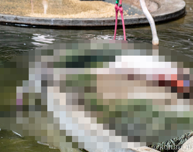動物園驚見《紅鶴衝擊的喝水姿勢》這應該是我人生看過最懶的一隻紅鶴ww