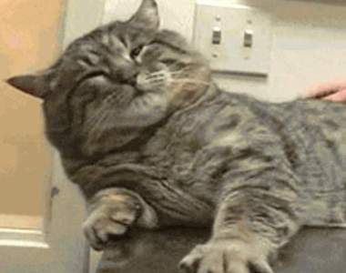 【有片】這體型…混得不錯嘛《超肥流浪貓》其他野貓肚子餓扁扁,牠卻胖到連眼睛都快睜不開