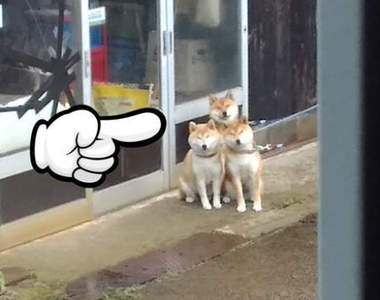 《等待散步的地獄三頭犬》癡癡望著主人坐等出門的三隻柴犬引發推特瘋傳
