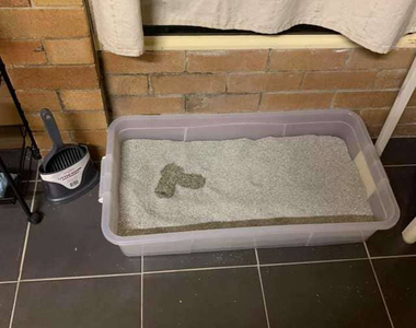 《尿出❤形狀的貓》難道是想表達對僕人的感謝?