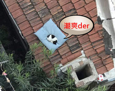 謝謝老天爺《貓在屋頂上找到墊子睡覺》喵星人表示現在換我當主人了謝謝(⁎˃ᆺ˂)