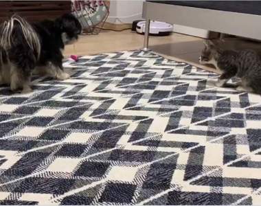 【有片】《逗貓技術熟練的狗狗》比人類還懂如何把逗貓棒效果發揮到最極致ww