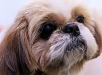 愛狗人士爆怒《遺囑交代要愛犬陪葬》無辜狗狗被安樂死 這樣是真正的愛嗎? 愛狗人士爆怒《遺囑交代要愛犬陪葬》無辜狗狗被安樂死 這樣是真正的愛嗎?