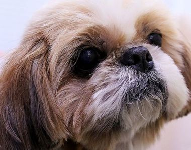 愛狗人士爆怒《遺囑交代要愛犬陪葬》無辜狗狗被安樂死 這樣是真正的愛嗎？