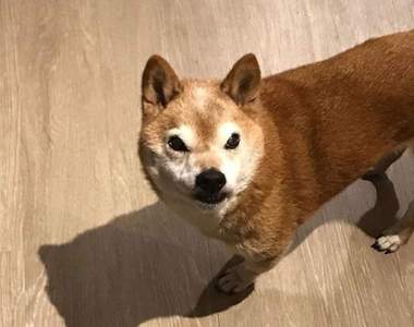 脾氣暴躁的狗《Chester》一臉7pupu的樣子讓人不討厭反而喜歡的很♥