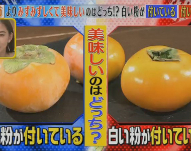 《柿子白粉的祕密》看起來像是農藥或是發霉了?內行人才會專挑果粉吃……