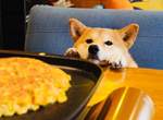 《柴犬的料理教室》飼主精心製作的寵物鮮食,竟被盜用誤會成虐待狗狗!? 《柴犬的料理教室》飼主精心製作的寵物鮮食,竟被盜用誤會成虐待狗狗!?