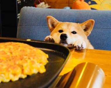 《柴犬的料理教室》飼主精心製作的寵物鮮食，竟被盜用誤會成虐待狗狗！？