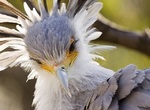超美麗猛禽《秘書鳥》長腿還有捲翹睫毛 連超模都甘拜下風 超美麗猛禽《秘書鳥》長腿還有捲翹睫毛 連超模都甘拜下風