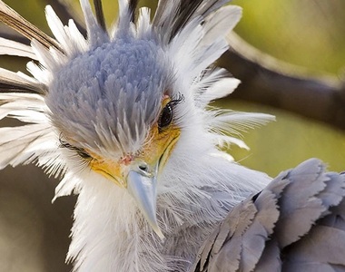 超美麗猛禽《秘書鳥》長腿還有捲翹睫毛 連超模都甘拜下風