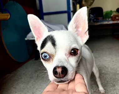 長相奇特《異色瞳狗狗》還有一條粗眉  看起來像家有賤狗