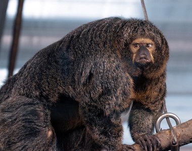 芬蘭《健美白面僧面猴》爆紅 可以跟兄貴袋鼠組團了