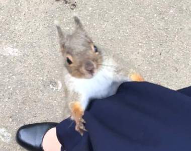 超害羞《松鼠的奇行》突然爬到腿上的松鼠，下一秒竟然把這東西塞進褲頭...
