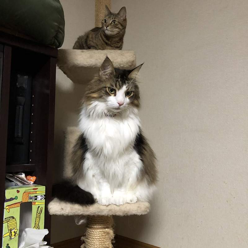 巨貓自滿大會 雖然不是緬因貓但不小心就長到人家的平均體重惹ww