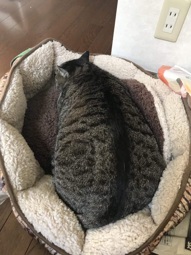 巨貓自滿大會 雖然不是緬因貓但不小心就長到人家的平均體重惹ww