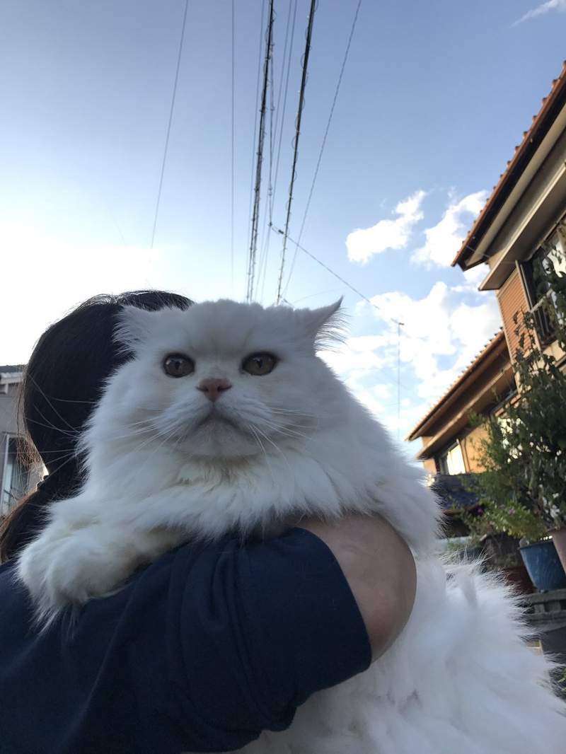 巨貓自滿大會 雖然不是緬因貓但不小心就長到人家的平均體重惹ww