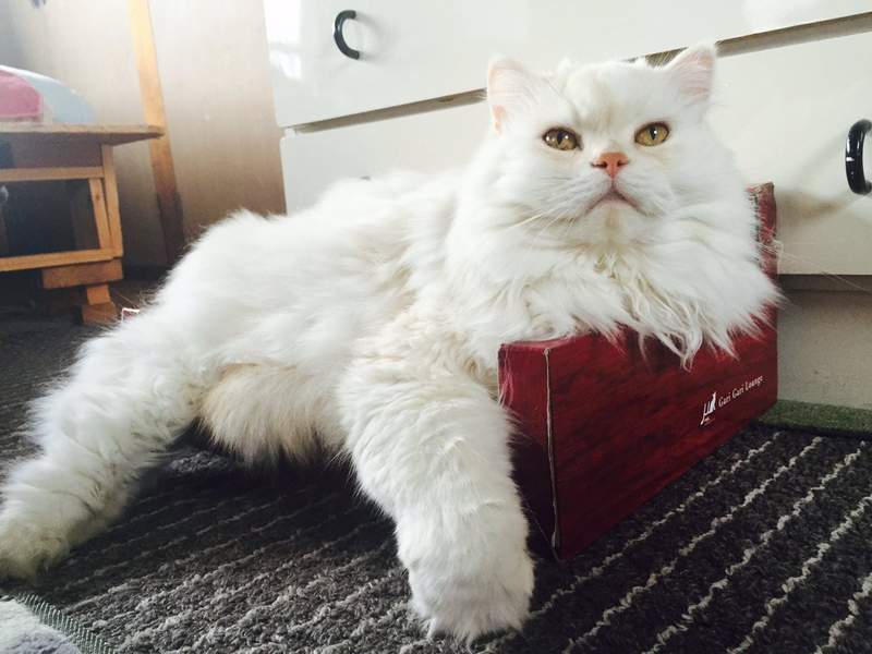 巨貓自滿大會 雖然不是緬因貓但不小心就長到人家的平均體重惹ww