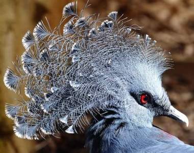 世界最美鳥類之一《維多利亞冠鳩》扇形頭冠搭配灰藍毛色讓人一眼就愛上♥