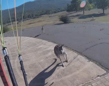 澳洲only奇特意外《滑翔翼降落處有袋鼠》一下來馬上袋鼠拳伺候......
