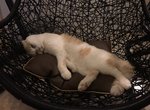 貓咖啡廳《接客接到厭倦貓生的喵星人》貓奴你要走沒?本喵累了... 貓咖啡廳《接客接到厭倦貓生的喵星人》貓奴你要走沒?本喵累了...