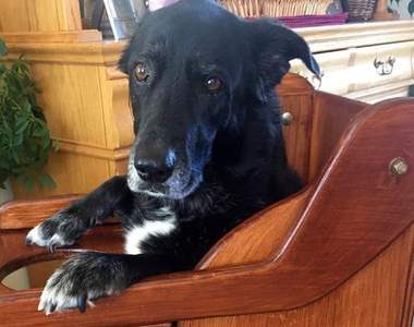 飼主為毛小孩特製《用餐椅》幫助消化　坐在椅子上等吃飯的模樣超可愛卻又讓人不捨