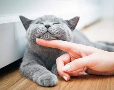 請問貓奴《是否會跟貓咪喵喵叫》?飼主一面倒回應:當然會阿!喵ΦωΦ