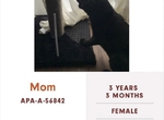 動物收容所自創《爆笑寵物名》把貓咪取叫老媽讓人想帶回家孝敬阿w 動物收容所自創《爆笑寵物名》把貓咪取叫老媽讓人想帶回家孝敬阿w