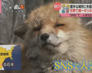 《外國人暴增的祕密景點》日本狐狸村與夜景光雕超人氣 台灣人的情報網真厲害……