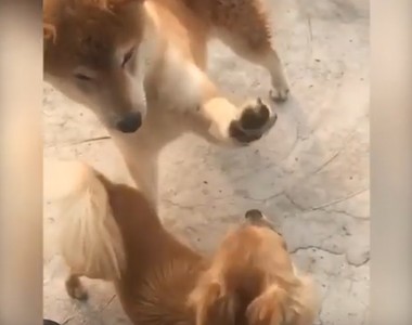 這顏藝也太狂《拍拍吉娃娃的柴犬》奧斯卡影帝就決定是你了