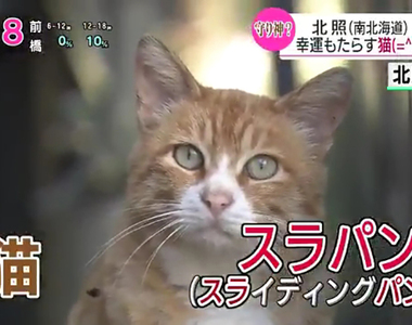 《高中棒球隊神奇隊貓》被笑成史上最爛的北照高中 收編流浪貓大Buff進軍甲子園