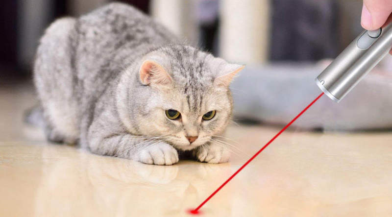 鏟屎官注意 雷射筆對貓貓是否有害 玩的時候注意不要直射喵星人的眼睛喔