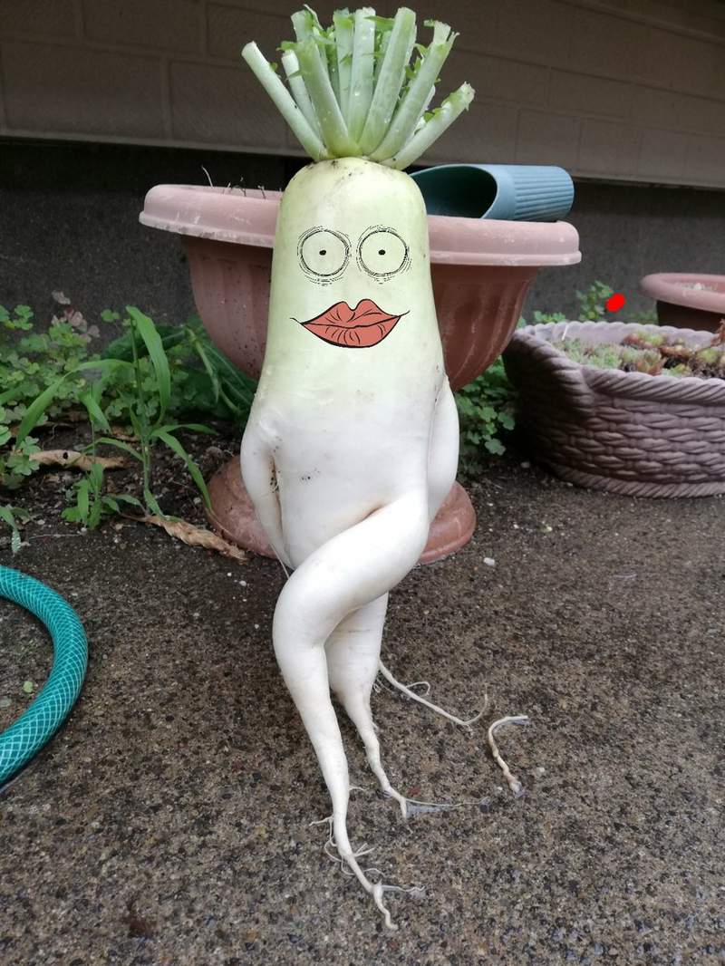 網友大興奮 史上姿勢最美的白蘿蔔 這麼可愛的大根肯定是個女孩子