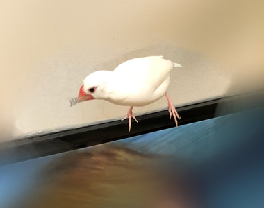 《文鳥玩假睫毛的結果》恭喜獲得一隻留著莫霍克頭的龐克文鳥ww