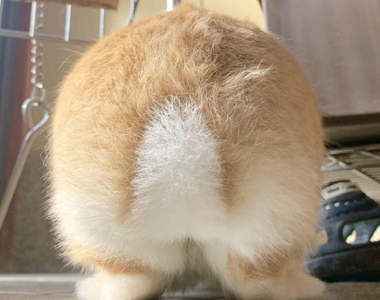 《兔子屁屁觀賞大會》不要期望看到有營養的內容，裡面只有屁股ww