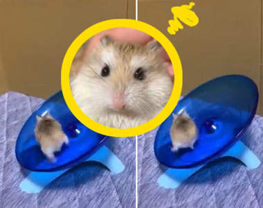 【有片】《不管甩出去幾次依舊回來跑的倉鼠》人生就像這個轉盤，告訴我們要努力的跑下去